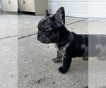 Small Photo #5 French Bulldog Puppy For Sale in DIMONDALE, MI, USA
