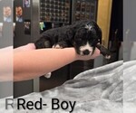 Puppy Red Collar Aussiedoodle