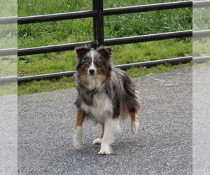 Mother of the Miniature Australian Shepherd puppies born on 03/30/2026