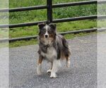 Small Photo #1 Miniature Australian Shepherd Puppy For Sale in NEW PROVIDENCE, PA, USA