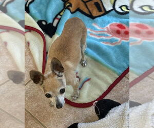 Chihuahua-Unknown Mix Dogs for adoption in Osgood, IN, USA