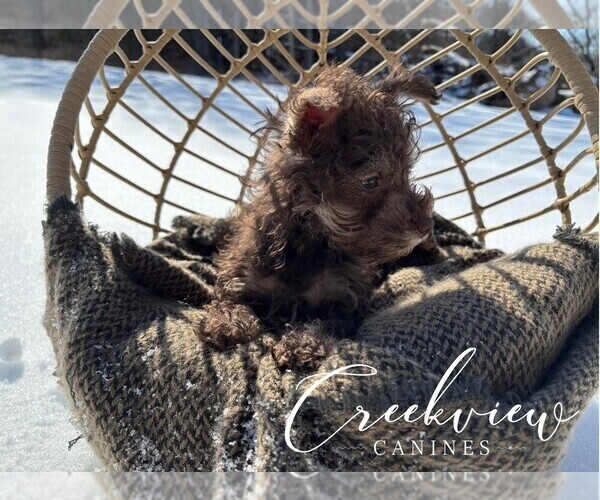 Medium Photo #9 Schnauzer (Miniature) Puppy For Sale in NIANGUA, MO, USA