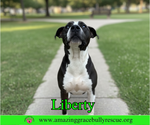 Small #4 Labrador Retriever Mix