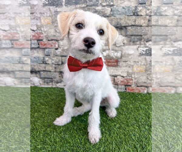 Medium Photo #1 Mutt Puppy For Sale in Corona, CA, USA