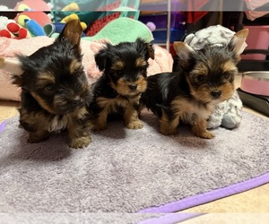 Yorkshire Terrier Puppy for sale in VALRICO, FL, USA
