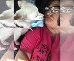 Small #4 Jack Russell Terrier-Papillon Mix