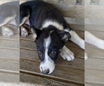 Small Photo #4 Border Collie Puppy For Sale in INDIANOLA, IA, USA
