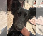 Small Australian Kelpie Mix