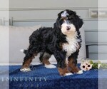 Small #2 Bernedoodle (Miniature)