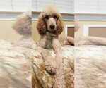 Small Photo #11 Goldendoodle Puppy For Sale in CHARLESTON, SC, USA