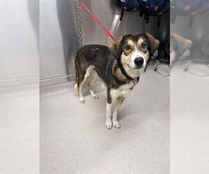 Siberian Husky Dogs for adoption in Fairbanks, AK, USA