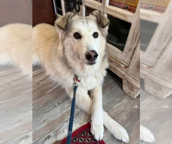 Medium Photo #13 Siberian Husky-Unknown Mix Puppy For Sale in Grafton, WI, USA