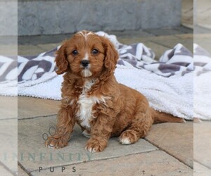 Cavapoo Puppy for sale in EPHRATA, PA, USA