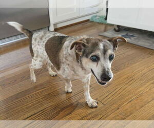 Jack-A-Bee Dogs for adoption in Princeton, MN, USA