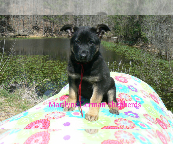Medium Photo #2 German Shepherd Dog Puppy For Sale in PIEDMONT, MO, USA