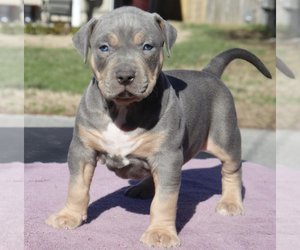 American Bully Puppy for Sale in CHESAPEAKE, Virginia USA
