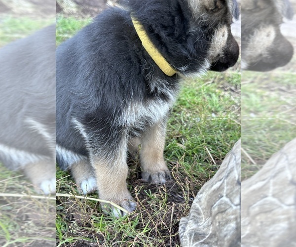 Medium Photo #1 German Shepherd Dog Puppy For Sale in WADENA, MN, USA
