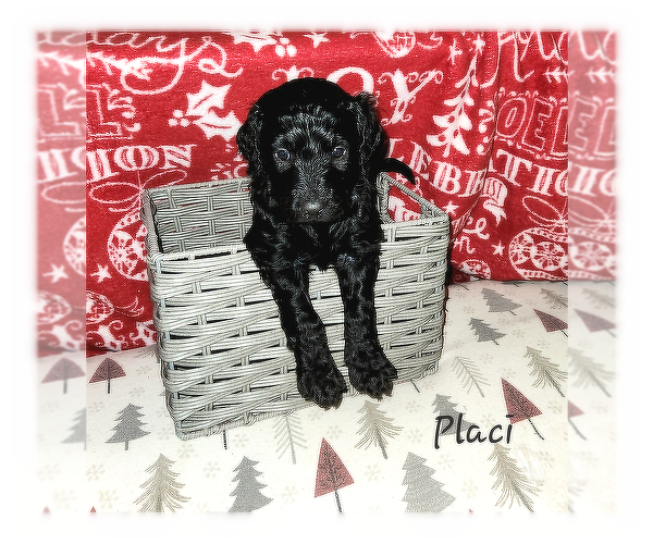 View Ad Double Doodle Puppy for Sale near New York, COHOCTON, USA. ADN