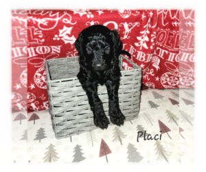 Double Doodle Puppy for sale in COHOCTON, NY, USA