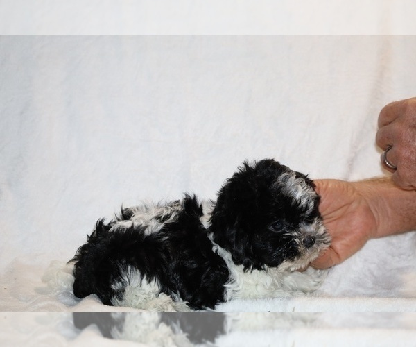 Medium Photo #23 ShihPoo Puppy For Sale in DYERSBURG, TN, USA