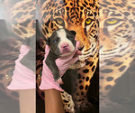 Small #1 American Bully
