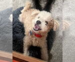 Small #6 Miniature Schnauzer Mix