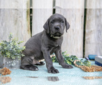 Small #2 Cane Corso