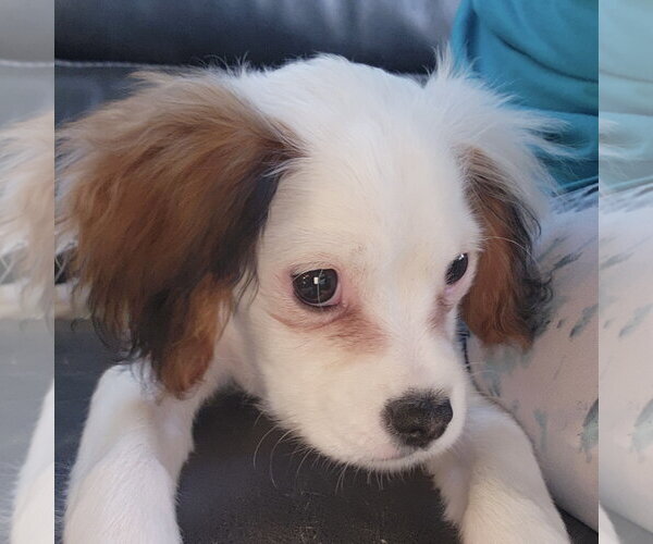 Medium Photo #1 Cavalier King Charles Spaniel-Unknown Mix Puppy For Sale in Fargo, ND, USA