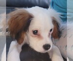 Small Cavalier King Charles Spaniel Mix