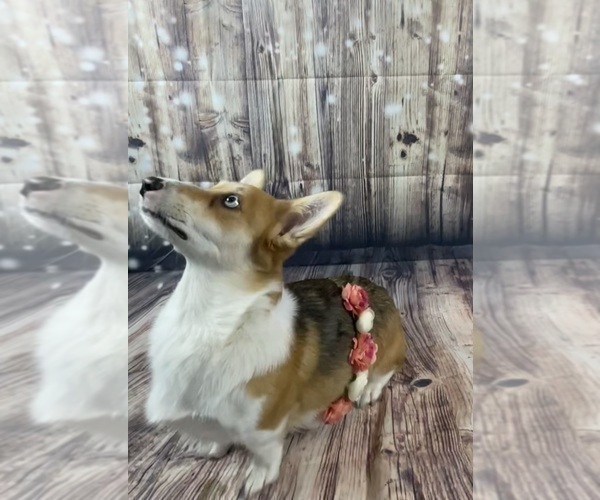 Medium Photo #1 Welsh Cardigan Corgi Puppy For Sale in CLARION, IA, USA