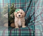 Small Photo #5 Maltipoo Puppy For Sale in OXFORD, PA, USA