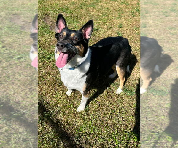 Medium Photo #5 Mutt Puppy For Sale in Minneapolis, MN, USA