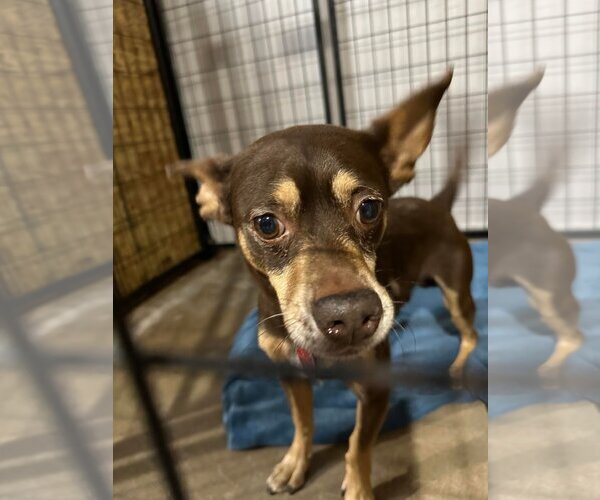 Medium Photo #16 Chiweenie Puppy For Sale in Phoenix, AZ, USA