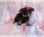 Small #2 Schnauzer (Miniature)