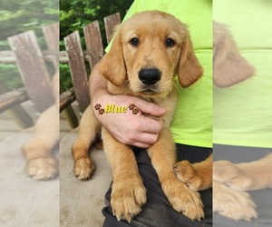 Golden Retriever Puppy for sale in WILLIAMSON, WV, USA