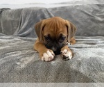 Puppy Pink Boxer