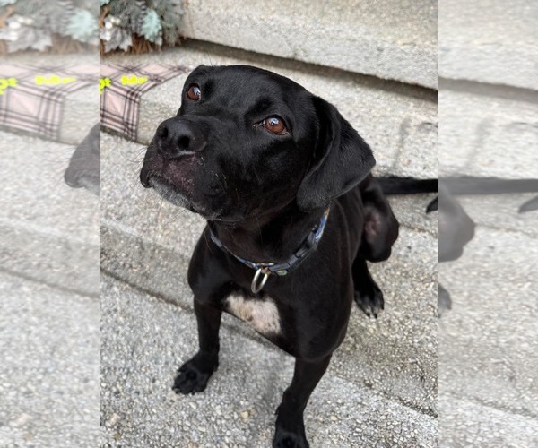Medium Photo #10 Labrador Retriever-Unknown Mix Puppy For Sale in Germantown, OH, USA