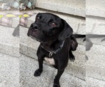 Small #9 Labrador Retriever Mix