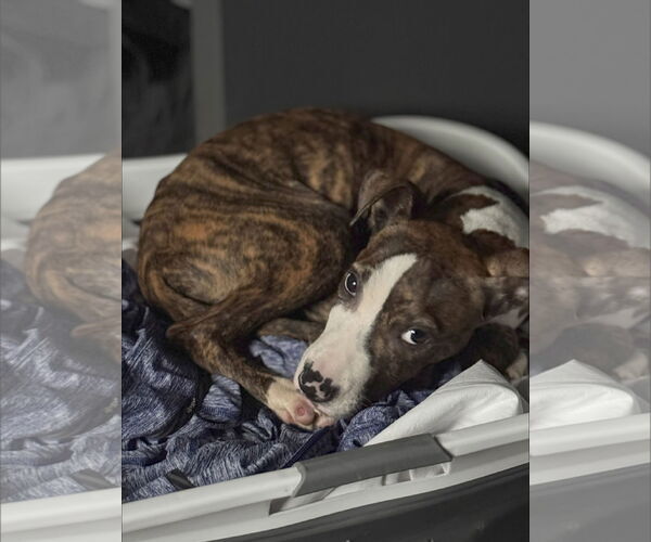 Medium Photo #7 American Pit Bull Terrier-Unknown Mix Puppy For Sale in Germantown, OH, USA