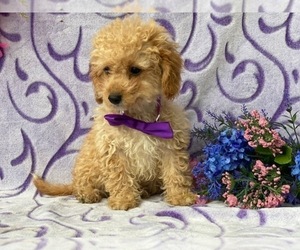 Cavapoo Puppy for sale in LANCASTER, PA, USA