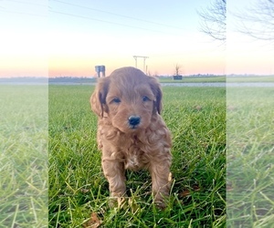 Goldendoodle (Miniature) Puppy for sale in ARCOLA, IL, USA