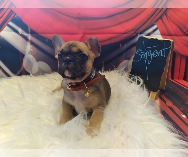 Medium Photo #1 Bulldog Puppy For Sale in TACOMA, WA, USA