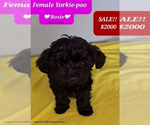 YorkiePoo Puppy for sale in TUCSON, AZ, USA