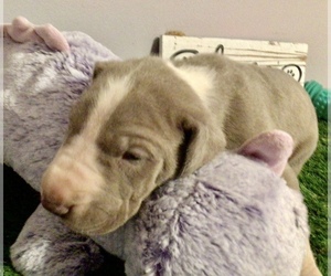 Great Dane Puppy for sale in BANGOR, WI, USA