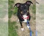 Small #2 Rottweiler Mix