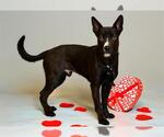 Small #2 American Staffordshire Terrier