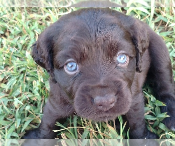 Medium Photo #1 Boykin Spaniel Puppy For Sale in SILVER CREEK, GA, USA