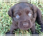 Small Photo #1 Boykin Spaniel Puppy For Sale in SILVER CREEK, GA, USA