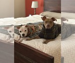 Small #4 American Pit Bull Terrier Mix