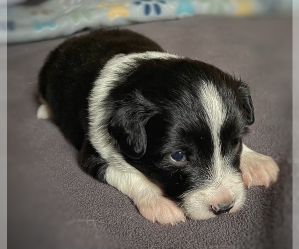Medium Photo #3 Border Collie-Papillon Mix Puppy For Sale in CULPEPER, VA, USA
